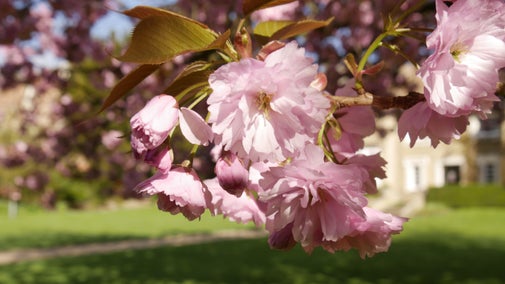 Large, open, pink cherry blossoms hang in the sun below red-green leaves